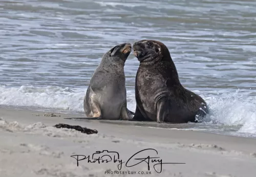 10 March 2025 : Sea Lion on Sandfly Beach, Dunedin area, South Island, New Zealand