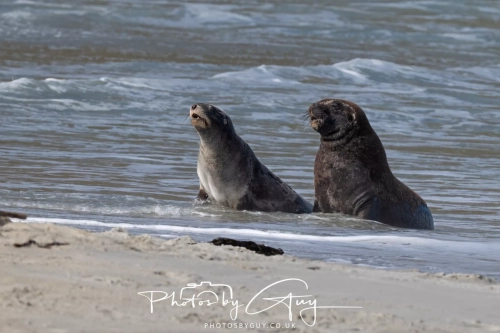 10 March 2025 :Sea Lion, Dunedin area, South Island, New Zealand