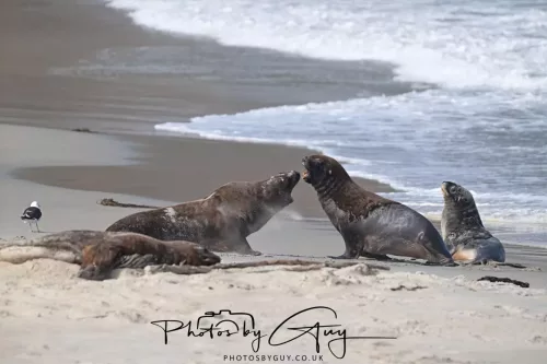 10 March 2025 : Sea Lion on Sandfly Beach, Dunedin area, South Island, New Zealand