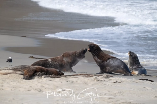 10 March 2025 :Sea Lion, Dunedin area, South Island, New Zealand