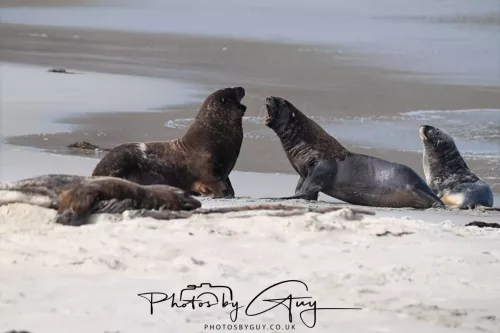 10 March 2025 : Sea Lion on Sandfly Beach, Dunedin area, South Island, New Zealand