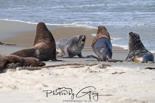 10 March 2025 :Sea Lion, Dunedin area, South Island, New Zealand