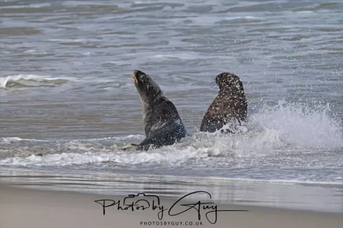 10 March 2025 : Sea Lion on Sandfly Beach, Dunedin area, South Island, New Zealand