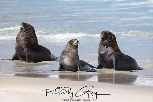 10 March 2025 : Sea Lion on Sandfly Beach, Dunedin area, South Island, New Zealand