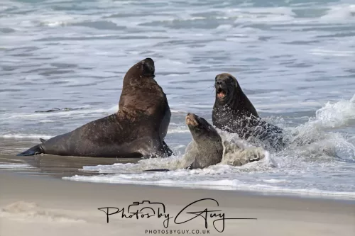 10 March 2025 : Sea Lion on Sandfly Beach, Dunedin area, South Island, New Zealand