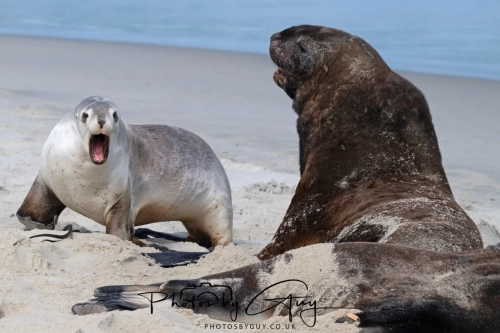 10 March 2025 :Sea Lion, Dunedin area, South Island, New Zealand