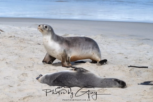 10 March 2025 :Sea Lion, Dunedin area, South Island, New Zealand