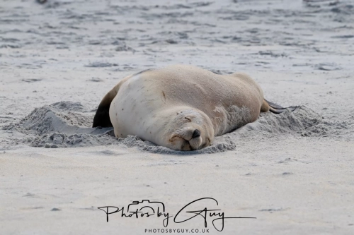 10 March 2025 :Sea Lion, Dunedin area, South Island, New Zealand