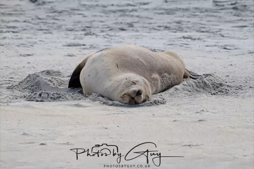 10 March 2025 : Sea Lion on Sandfly Beach, Dunedin area, South Island, New Zealand