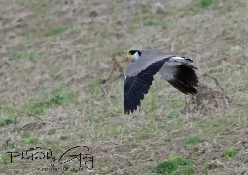 10 March 2025 : Sea Lion on Sandfly Beach, Dunedin area, South Island, New Zealand- masked Lapwing