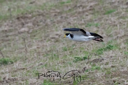 10 March 2025 :Masked Lapwing, Dunedin area, South Island, New Zealand