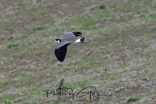 10 March 2025 :Masked Lapwing, Dunedin area, South Island, New Zealand