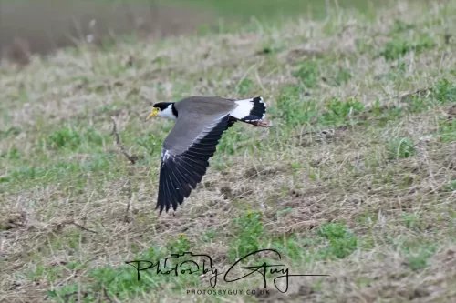 10 March 2025 : Sea Lion on Sandfly Beach, Dunedin area, South Island, New Zealand - Masked Lapwing