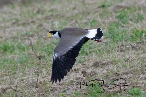 10 March 2025 :Masked Lapwing, Dunedin area, South Island, New Zealand