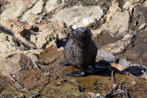 10 March 2025 :Fur Seal, Dunedin area, South Island, New Zealand