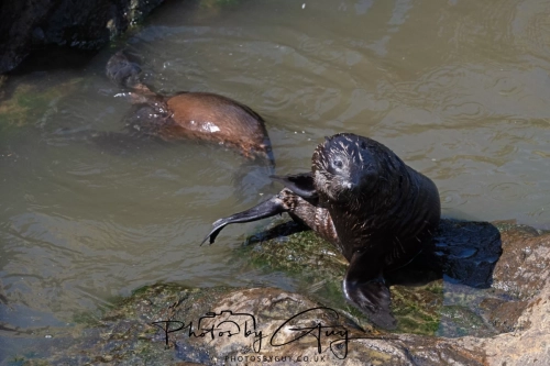 10 March 2025 :Fur Seal, Dunedin area, South Island, New Zealand