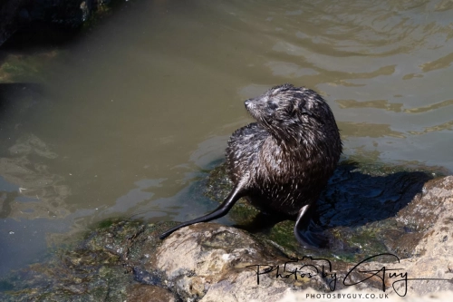 10 March 2025 :Fur Seal, Dunedin area, South Island, New Zealand