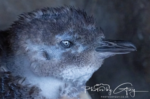 10 March 2025 :Little Blue Penguin, Dunedin area, South Island, New Zealand
