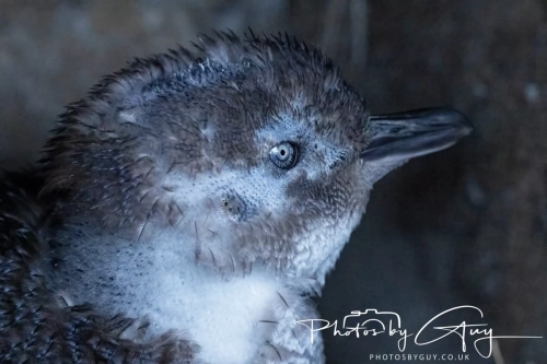 10 March 2025 :Little Blue Penguin, Dunedin area, South Island, New Zealand
