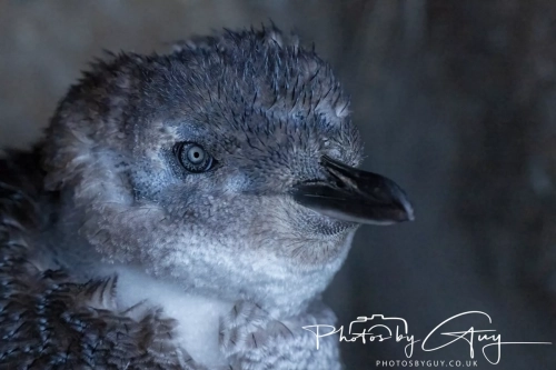 10 March 2025 :Little Blue Penguin, Dunedin area, South Island, New Zealand