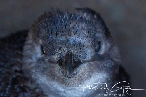 10 March 2025 :Little Blue Penguin, Dunedin area, South Island, New Zealand