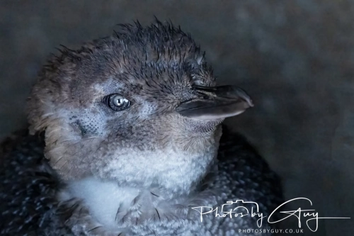 10 March 2025 :Little Blue Penguin, Dunedin area, South Island, New Zealand