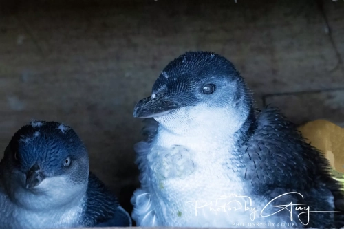 10 March 2025 :Little Blue Penguin, Dunedin area, South Island, New Zealand