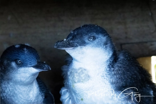 10 March 2025 :Little Blue Penguin, Dunedin area, South Island, New Zealand