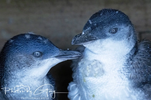 10 March 2025 :Little Blue Penguin, Dunedin area, South Island, New Zealand