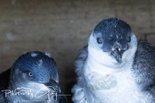 10 March 2025 :Little Blue Penguin, Dunedin area, South Island, New Zealand