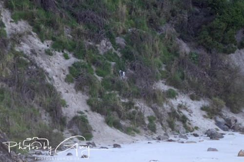 10 March 2025 :Yellow Penguin, Dunedin area, South Island, New Zealand