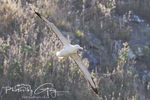 10 March 2025 :LNorthern Royal Albatross, Dunedin area, South Island, New Zealand