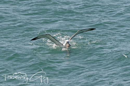 10 March 2025 :LNorthern Royal Albatross, Dunedin area, South Island, New Zealand