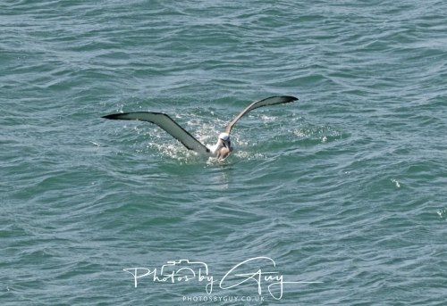 10 March 2025 :LNorthern Royal Albatross, Dunedin area, South Island, New Zealand