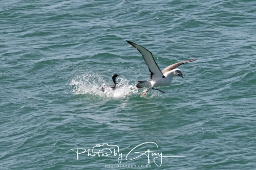 10 March 2025 :LNorthern Royal Albatross, Dunedin area, South Island, New Zealand