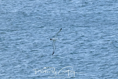 10 March 2025 :Northern Royal Albatross Dunedin area, South Island, New Zealand