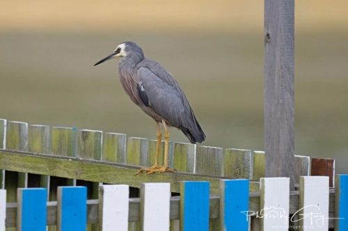 10 March 2025 :White Faced Heron, Dunedin area, South Island, New Zealand