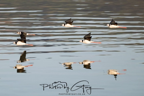 10 March 2025 Pied Stiltsl Dunedin area, South Island, New Zealand