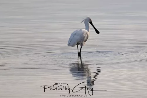7 March. 2025 Alan Beach, Portobello , South Island, New Zealand - Royal Spoonbill