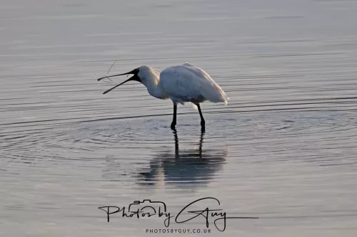 7 March. 2025 Alan Beach, Portobello , South Island, New Zealand - Royal Spoonbill