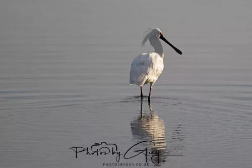 7 March. 2025 Alan Beach, Portobello , South Island, New Zealand - Royal Spoonbill