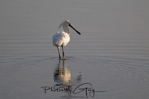 10 March 2025 :Royal Spoonbill Dunedin area, South Island, New Zealand
