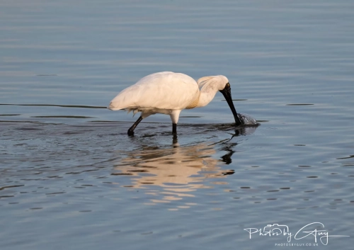10 March 2025 :Royal Spoonbill, Dunedin area, South Island, New Zealand