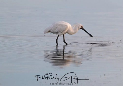 10 March 2025 :Royal Spoonbill, Dunedin area, South Island, New Zealand