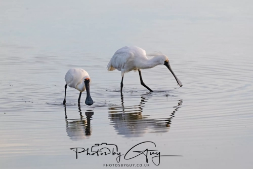 10 March 2025 :Royal Spoonbill, Dunedin area, South Island, New Zealand