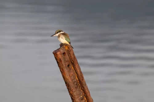 10 March 2025 :Sacred Kingfisher, Dunedin area, South Island, New Zealand