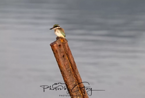 10 March 2025 :Sacred Kingfisher, Dunedin area, South Island, New Zealand