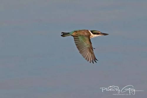 10 March 2025 :Sacred Kingfisher, Dunedin area, South Island, New Zealand
