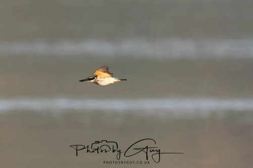 10 March 2025 :Sacred Kingfisher, Dunedin area, South Island, New Zealand