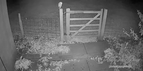 25 Sept 2024 : Tawny Owl Parkside, Cumbria